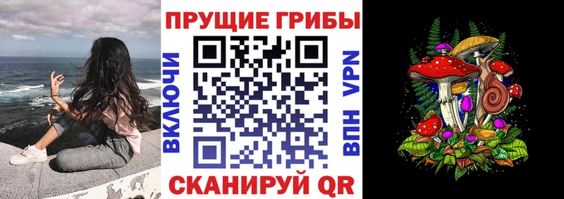 сколько стоит  Ачхой-Мартан  Псилоцибиновые грибы GOLDEN TEACHER 